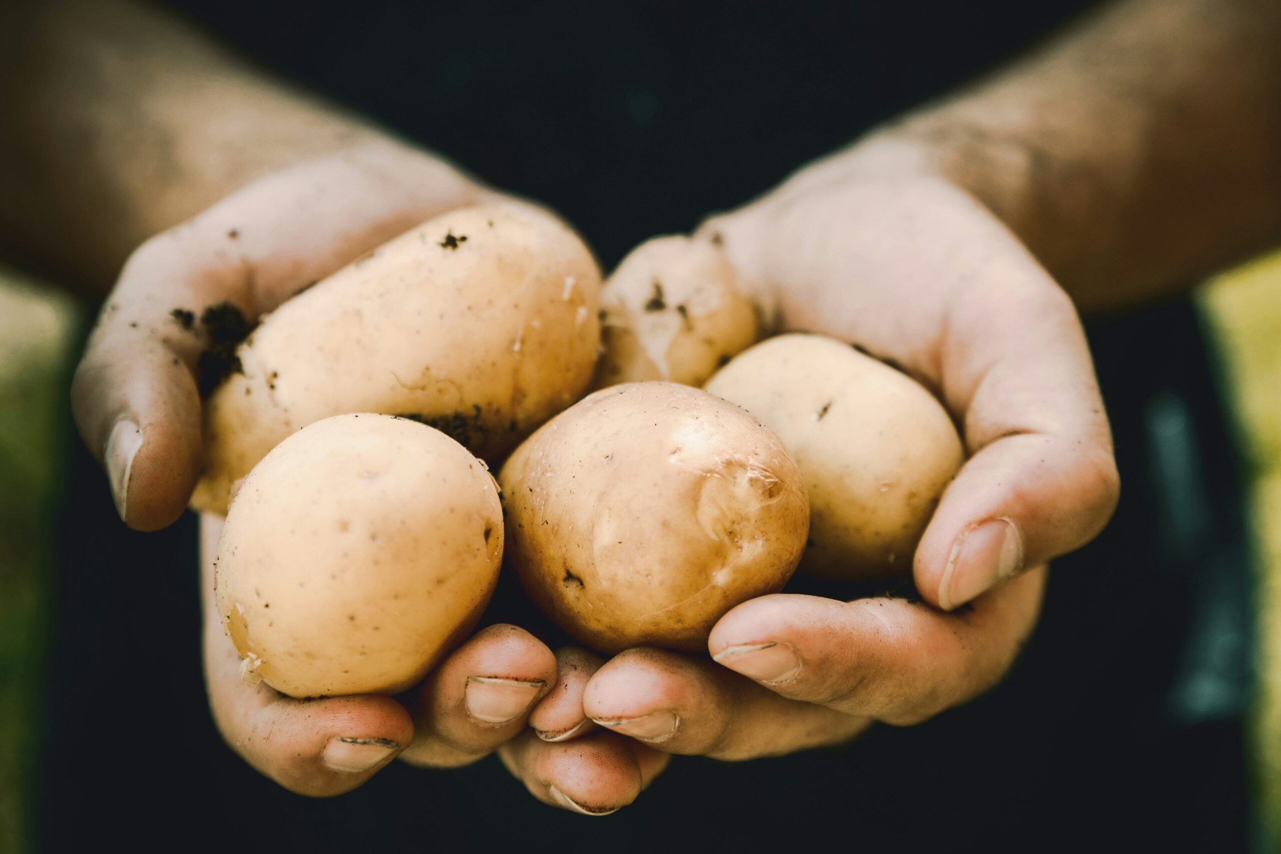 Verse aardappelen bij Knook AGF in Purmerend